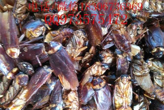 蟑螂可以入藥的功效