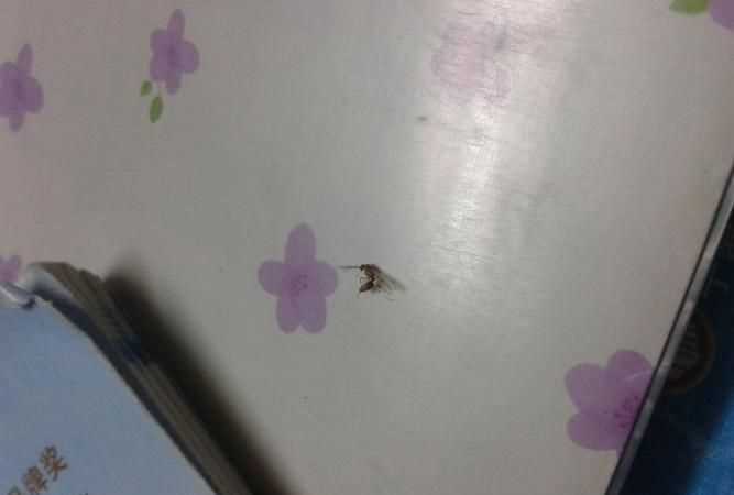 夏天晚上開(kāi)燈招蟲(chóng)子怎么解決,晚上開(kāi)燈有很多小蟲(chóng)怎么辦 推薦幾種方法幫大家趕走小蟲(chóng)