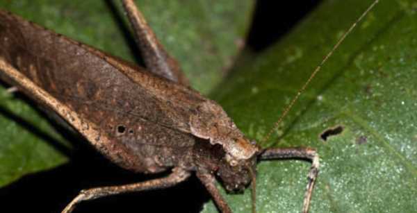 紡織娘是什么東西圖片,紡織娘俗稱(chēng)是什么東西圖1