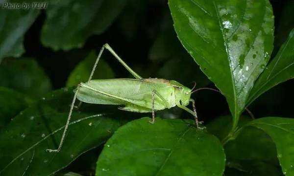 紡織娘是什么東西圖片,紡織娘俗稱(chēng)是什么東西圖4