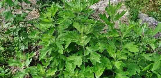 房間點(diǎn)艾香睡覺(jué)有害,晚上睡覺(jué)了白天還是困沒(méi)有精神圖2