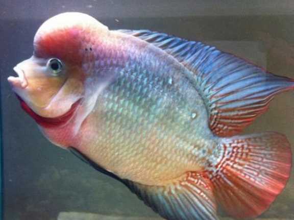 泰國金是什么金,泰金是什么金,值錢(qián)嗎圖1