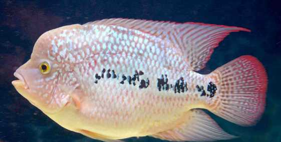 泰國金是什么金,泰金是什么金,值錢(qián)嗎圖2