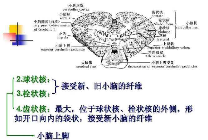 小腦的功能是什么