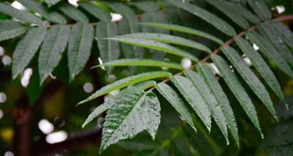 梅雨季什么時(shí)候結束2020,今年的梅雨季節有多少天什么時(shí)候出梅圖4