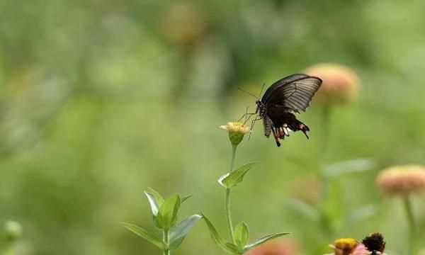 立夏是幾月幾日，22年立夏是幾月幾號？圖3