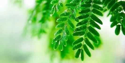 梅雨季節地面潮濕怎么辦,梅雨季節大米如何防潮防霉圖1