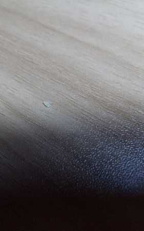 屋里有小飛蟲(chóng)是怎么回事