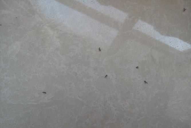 冬天家里還會(huì )有衣蛾蟲(chóng)嗎