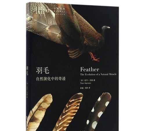 背景墻羽毛代表什么象征意義