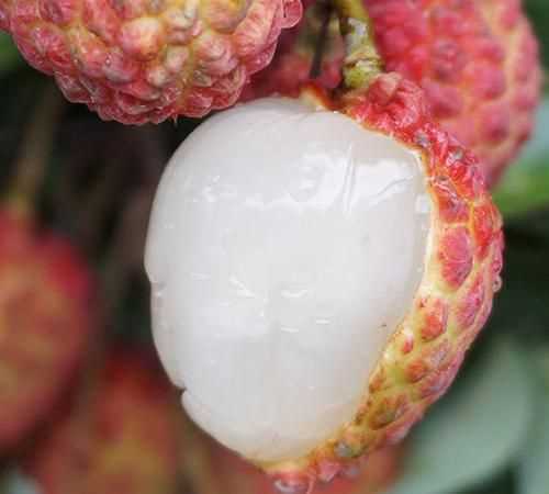 觀(guān)音綠荔枝和仙進(jìn)奉荔枝哪個(gè)好