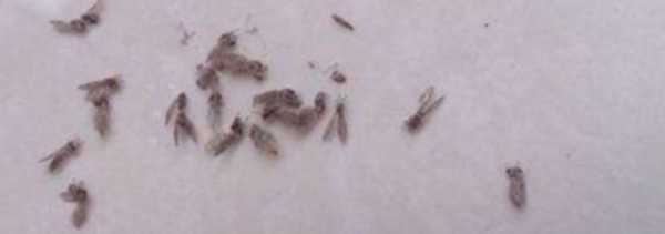 夏季垃圾桶小飛蟲(chóng)多怎么辦,垃圾桶里面有小飛蟲(chóng),有什么辦法解決?圖2