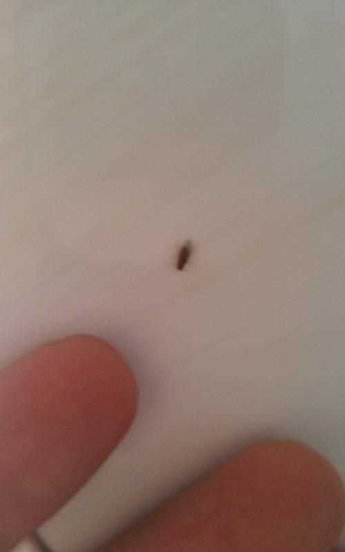 夏天垃圾桶好多小飛蟲(chóng)怎么辦