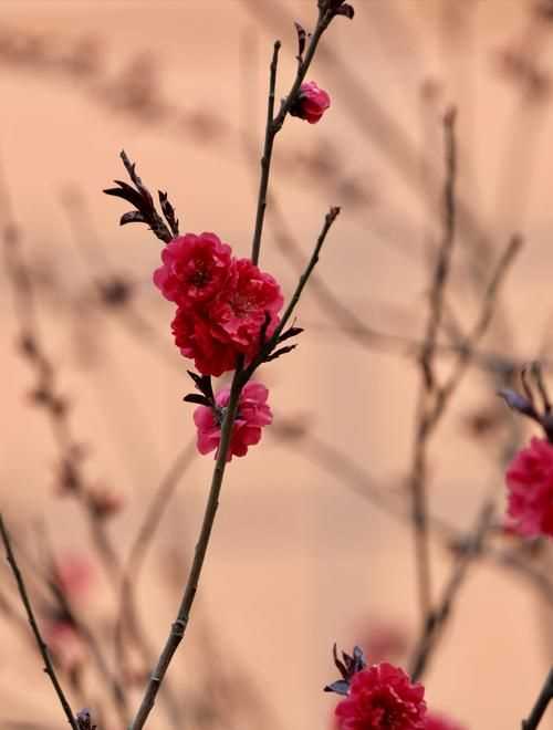 百般紅紫斗芳菲的上一句是什么 有關(guān)百般紅紫斗芳菲的上一句介紹