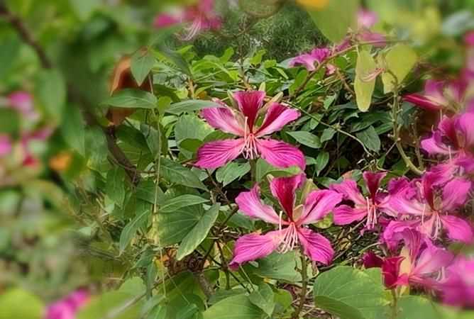 百般紅紫斗芳菲上一句是什么意思