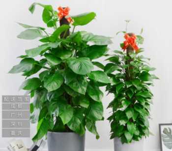 活性炭包的正確使用方法,活性炭除甲醛活性炭包怎么用圖7