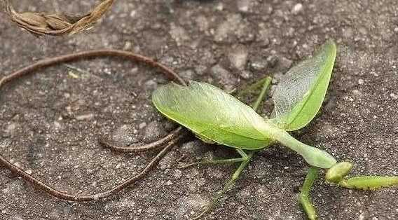 鐵線(xiàn)蟲(chóng)是什么的幼蟲(chóng),螳螂肚子里的鐵線(xiàn)蟲(chóng)是什么東西?圖1