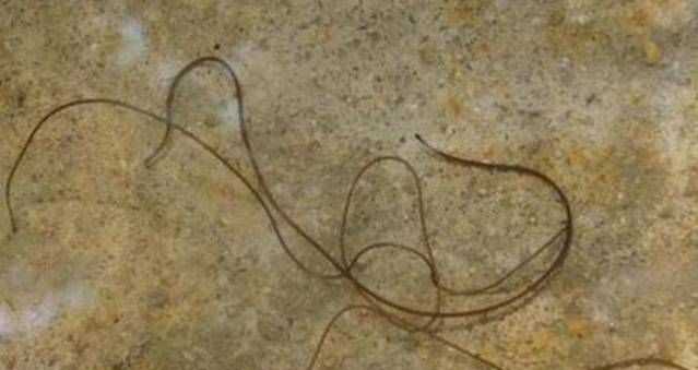 螳螂的身體里為什么會(huì )有鐵線(xiàn)蟲(chóng)