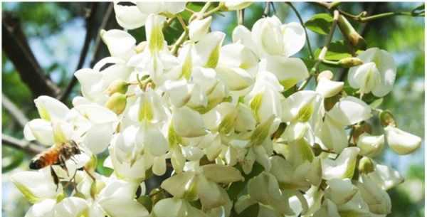 洋槐花餃子怎么做好吃,槐樹(shù)花素餡餃子餡的做法圖4