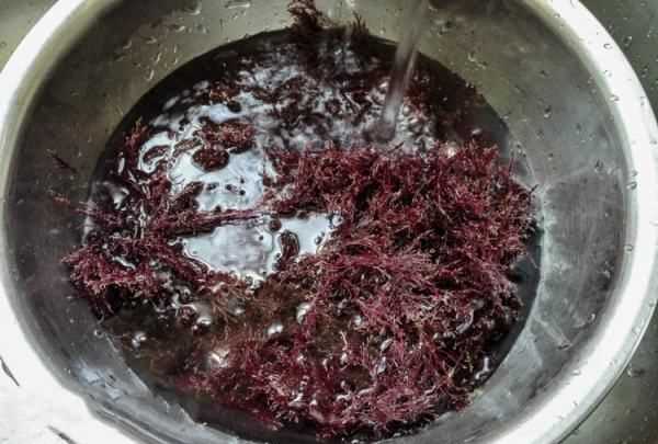 自制石花菜涼粉水的比例,石花菜涼粉怎么涼拌好吃竅門(mén)圖3