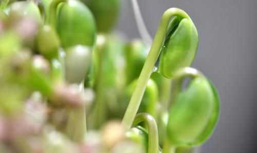 豌豆長(cháng)芽子了能吃不