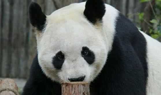 大熊貓的生活習性?xún)疵蛦?></p>
<h2>關(guān)于大熊貓的資料(外形特點(diǎn)，生活習性）</h2>
<p></p>
<p>外形特點(diǎn)</p>
<p>大熊貓長(cháng)得很胖，體重80-120kg，最大體重可達180kg，一般雄性個(gè)體略大于雌性。</p>
<p>其次，它頭圓尾短，頭部和身體的長(cháng)度為1200-1800mm，尾部為100-120mm。</p>
<p>頭部和身體的發(fā)色是黑白相間的，但黑色不是純黑色，白色不是純白色，而是黑色中的棕色和白色中的黃色。</p>
<p>生活習性</p>
<p>大熊貓在兩餐之間要睡兩到四或者更多個(gè)小時(shí)。平躺、側臥、仰臥、伸展或蜷縮成一團是他們最喜歡的睡覺(jué)方式。</p>
<p>大熊貓擅長(cháng)爬樹(shù)和玩耍。爬樹(shù)行為通常是通過(guò)臨近求婚期、避險或見(jiàn)面來(lái)避開(kāi)強者的一種方式。</p>
<p><img src=