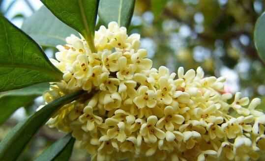 桂花哪個(gè)等級最好