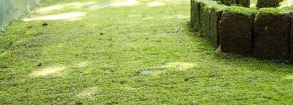 水泥地上的青苔怎么永久清除,水泥地上的青苔用什么方法可以清除掉?圖4