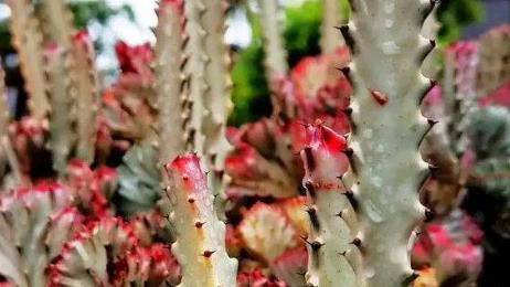 鎮宅最吉利的三種花