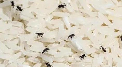 大米生蟲(chóng)子處理小訣竅