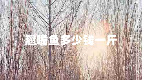 翹嘴魚(yú)多少錢(qián)一斤