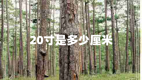 20寸是多少厘米