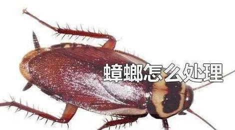 蟑螂怎么消滅最干凈徹底的方法