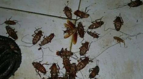 蟑螂怎么消滅最干凈徹底的方法