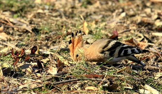 勤勞的鳥(niǎo)典故