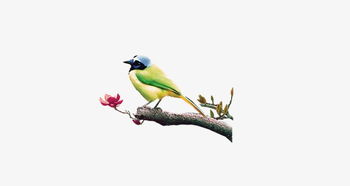 黃鸝鳥(niǎo)典故