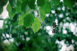 谷雨有關(guān)典故
