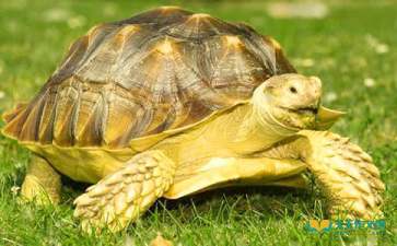 烏龜的由來(lái)與典故,烏龜有關(guān)的典故,司馬懿的烏龜的典故