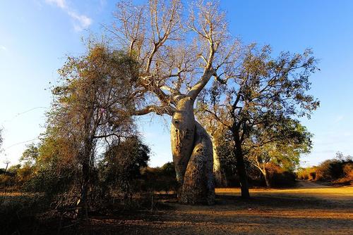 連理枝的典故,比翼鳥(niǎo)連理枝典故,在地愿為連理枝的典故