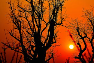 斜陽(yáng),典故