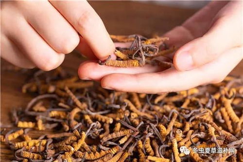 冬蟲(chóng)夏草的典故