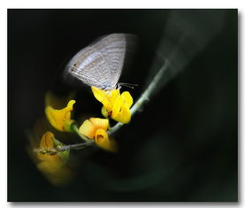 風(fēng)蝶的典故