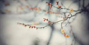 力不從心的典故人物,力不從心的典故主角是誰(shuí)?,力不從心的典故