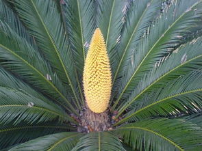 鐵樹(shù)開(kāi)花,典故