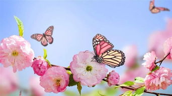 莊周夢(mèng)化蝶典故