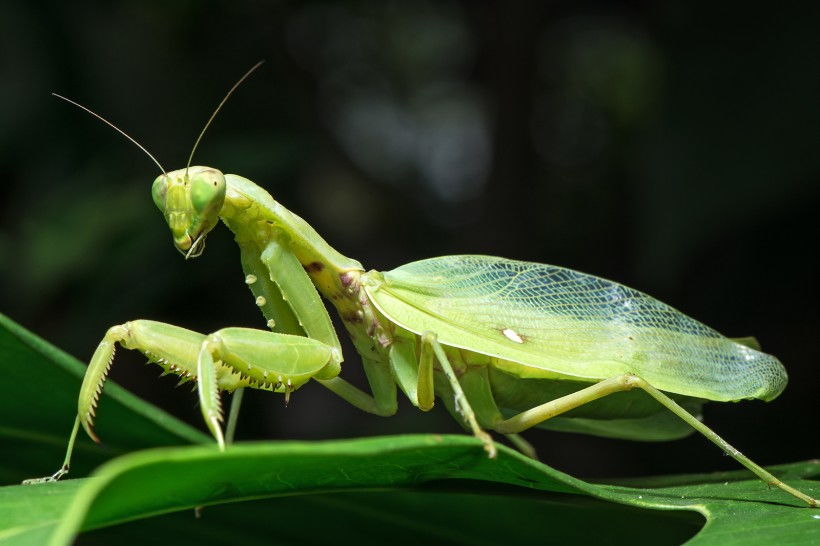 螳臂當車(chē),典故