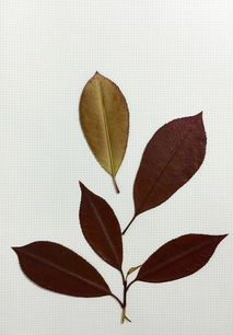 關(guān)于葉子的典故