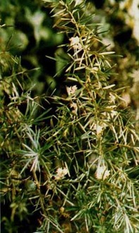 天門(mén)冬的典故