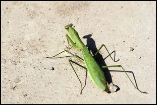 螳臂當車(chē)典故