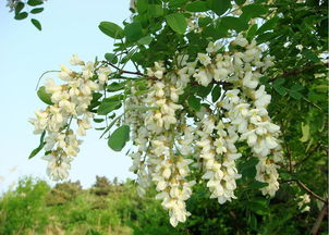 黑槐樹(shù)典故